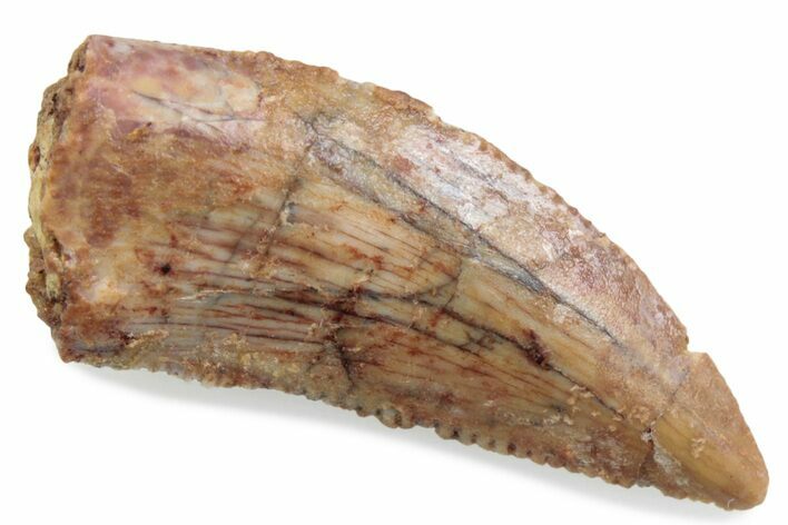 Serrated Raptor Tooth - Real Dinosaur Tooth #376438